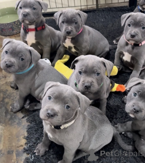 Photo №1. american staffordshire terrier - à vendre en ville de Lisbonne | négocié | Annonce №175381