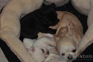 Photos supplémentaires: Chiots Chihuahua pure race à vendre.