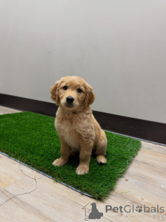 Photo №1. golden retriever - à vendre en ville de Milan | négocié | Annonce №171209