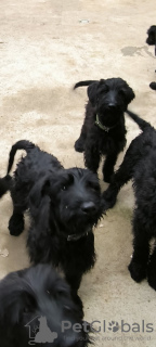 Photo №4. Je vais vendre schnauzer géant en ville de Belgrade.  - prix - 600€