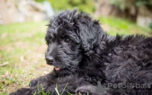 Photo №2 de l'annonce № 101237 de la vente labradoodle - acheter à Allemagne annonce privée, éleveur