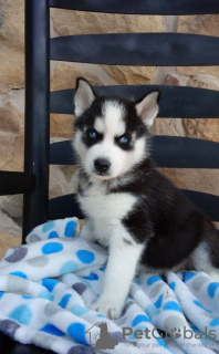 Photo №1. husky de sibérie - à vendre en ville de Mainz | Gratuit | Annonce №105449