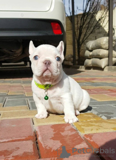 Photo №3. Beaux chiots Bouledogue Français à vendre.. Allemagne