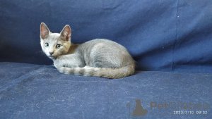 Photo №3. Un chaton garçon de race Bleu Russe cherche ses parents aimants. Ukraine