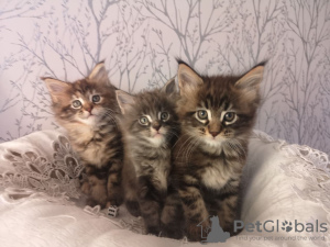 Photos supplémentaires: 2 chatons Maine Coon en bonne santé à vendre