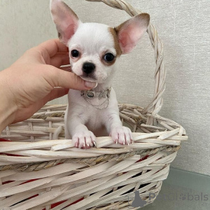 Photo №4. Je vais vendre chihuahua en ville de Traxler. éleveur - prix - négocié