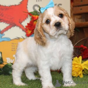 Photo №1. cocker spaniel anglais - à vendre en ville de Amberg | 350€ | Annonce №151398