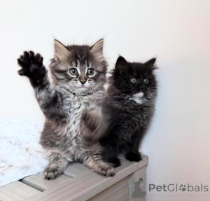 Photo №1. sibérien - à vendre en ville de Berchtesgaden | Gratuit | Annonce № 139089