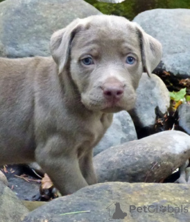 Photo №2 de l'annonce № 143460 de la vente labrador retriever - acheter à France annonce privée
