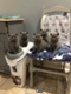 Photo №1. british shorthair - à vendre en ville de Anvers | Gratuit | Annonce № 154170