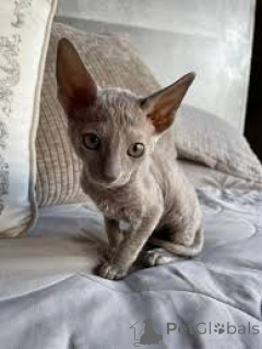Photo №3. Cornish Rex -pentuja myynnissä. La finlande