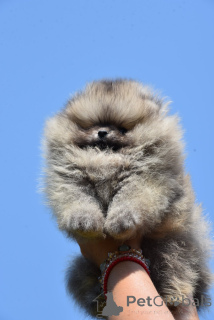 Photo №3. Chiots poméraniens. Serbie