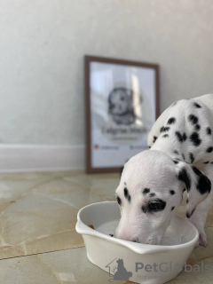 Photo №1. dalmatien - à vendre en ville de Амстердам | 384€ | Annonce №28319