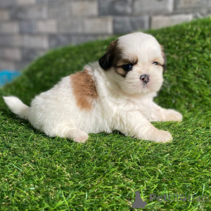 Photo №3. Smukke Shih Tzu-hvalpe søger kærlige hjem for altid. Danemark