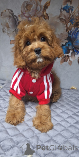 Photo №1. kavapoun - à vendre en ville de Minsk | 969€ | Annonce №160684