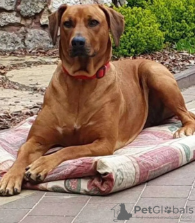 Photo №3. Rhodesian Ridgeback - mâle ZKWP/FCI. Pologne