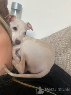 Photo №2 de l'annonce № 154046 de la vente petit lévrier italien - acheter à Allemagne annonce privée