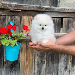 Photo №2 de l'annonce № 107832 de la vente spitz nain - acheter à Allemagne annonce privée