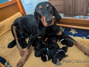 Photo №1. chien bâtard - à vendre en ville de Frankpolis | négocié | Annonce №169704