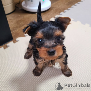 Photo №1. yorkshire terrier - à vendre en ville de Berlin | 367€ | Annonce №167034