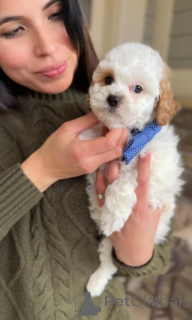 Photo №4. Je vais vendre cavalier king charles spaniel en ville de Măgurele. éleveur - prix - négocié