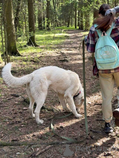 Photo №3. Umka, une très belle et gentille chienne, cherche un foyer et une famille. Fédération de Russie