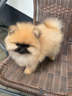 Photo №1. spitz allemand - à vendre en ville de Neuwied | négocié | Annonce №140115