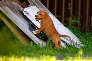 Photo №4. Je vais vendre american pit bull terrier en ville de Wrocław. de la fourrière - prix - 750€