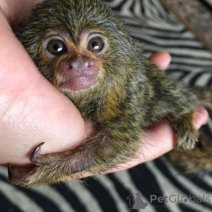 Photo №2 de l'annonce № 162673 de la vente  - acheter à Pays Bas 