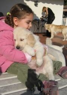 Photo №1. golden retriever - à vendre en ville de Sion | 200€ | Annonce №129290