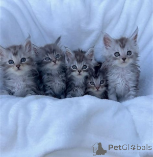 Photo №1. maine coon - à vendre en ville de Saskatoon | 531€ | Annonce № 140162