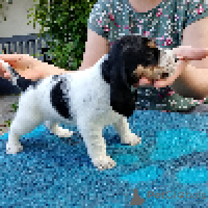 Photo №1. grand venetian basset griffon - à vendre en ville de Jaracz | 1700€ | Annonce №144383