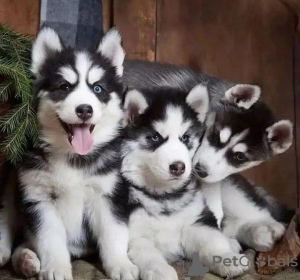 Photo №1. husky de sibérie - à vendre en ville de Vilnius | négocié | Annonce №119697