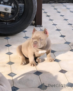Photo №2 de l'annonce № 137877 de la vente american bully - acheter à USA annonce privée