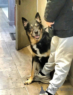 Photo №1. chien bâtard - à vendre en ville de Москва | Gratuit | Annonce №139153