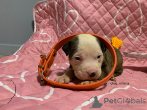 Photos supplémentaires: Chiots American Bully XL/standard/classique