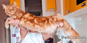 Photo №2 de l'annonce № 134980 de la vente maine coon - acheter à Fédération de Russie éleveur