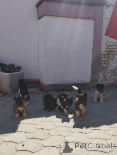 Photo №3. Chiots Akita américains. Serbie