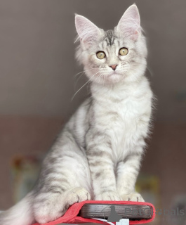 Photo №2 de l'annonce № 163471 de la vente maine coon - acheter à Allemagne éleveur