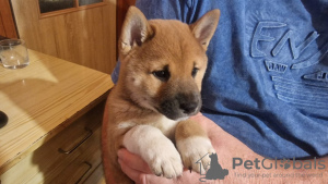 Photo №3. Beautiful shiba inu. L'Autriche