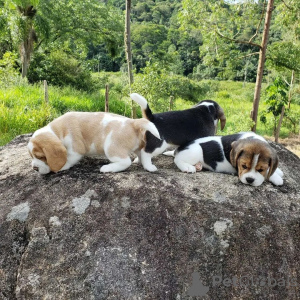 Photos supplémentaires: chiots beagle