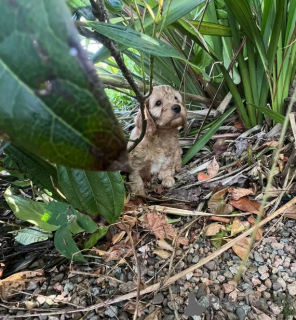 Photos supplémentaires: Chiots Cockapoo Chunky F2 de petite race