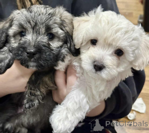 Photo №1. maltipu - à vendre en ville de Berlin | 900€ | Annonce №149825