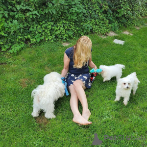 Photo №1. bichon maltais - à vendre en ville de Charlotte Amalie | 425€ | Annonce №139127