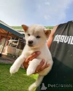 Photo №3. Le prix du Shiba Inu-puppy. Belgique