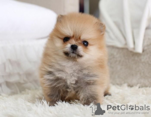 Photo №3. Mignons chiots Spitz de race pure aux yeux bleus. Allemagne