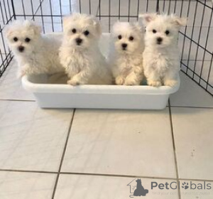 Photo №1. bichon maltais - à vendre en ville de Uhmardu | négocié | Annonce №169262