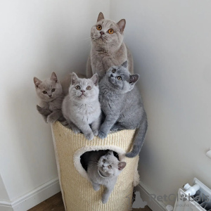 Photo №1. british shorthair - à vendre en ville de Дельбрюк | 590€ | Annonce № 123183