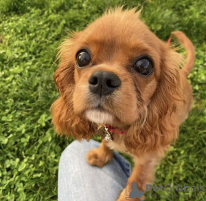 Photo №2 de l'annonce № 98513 de la vente cavalier king charles spaniel - acheter à Allemagne annonce privée, de la fourrière, de l'abri, éleveur