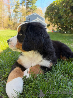 Photo №3. Chiots bouvier bernois, grands compagnons moelleux. Allemagne